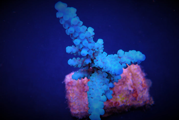 Acropora gomezi