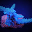 Acropora gomezi