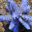 Acropora gomezi
