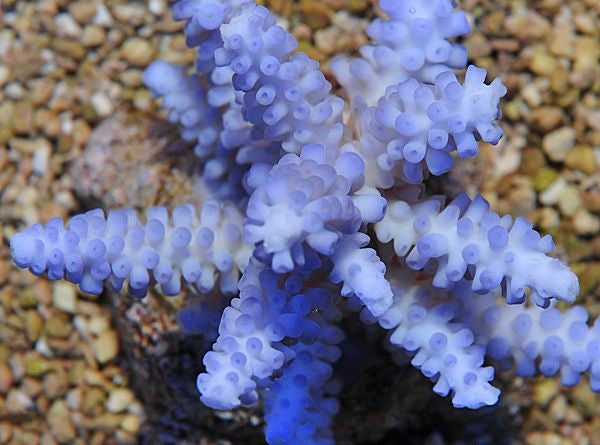 Acropora gomezi