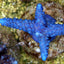 Acropora gomezi