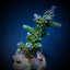 Acropora hoeksemai