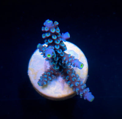 Acropora hoeksemai