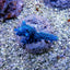 Acropora hoeksemai