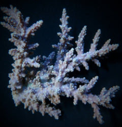 Acropora horrida