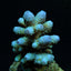 Acropora humilis (Blue)