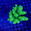 Acropora humilis (Green)