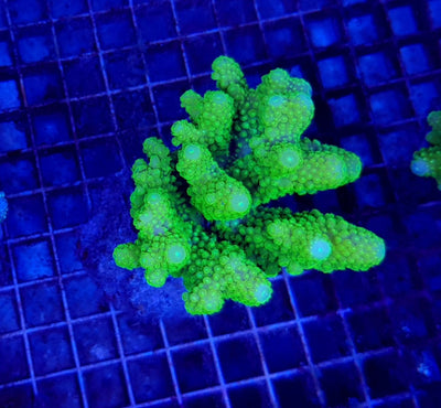 Acropora humilis (Green)