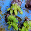Acropora humilis (Green)