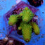Acropora humilis (Green)