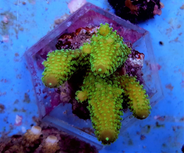 Acropora humilis (Green)