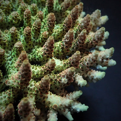 Acropora hyacinthus