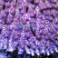 Acropora hyacinthus