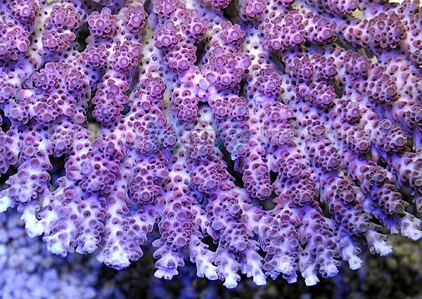 Acropora hyacinthus