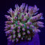 Acropora spp. (Maricultured) (Ultra)