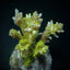 Acropora latistella