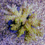 Acropora latistella