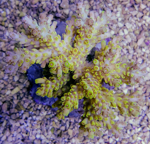Acropora latistella