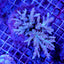 Acropora latistella