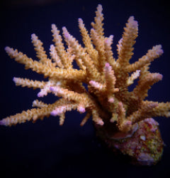 Acropora loisetteae