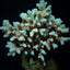 Acropora lokani