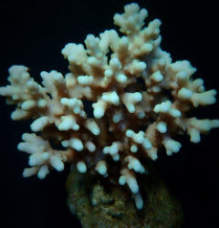 Acropora lokani