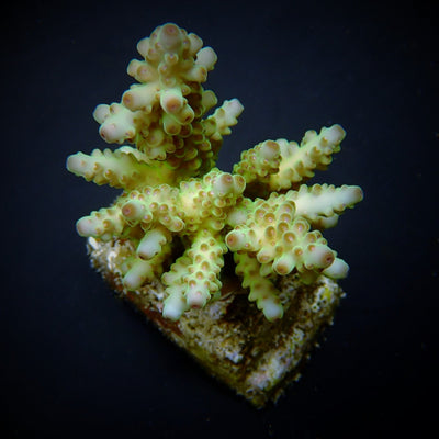 Acropora loripes