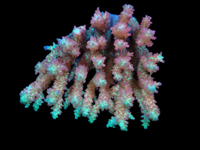 Acropora microclados (SSC)