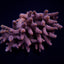 Acropora millepora