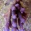 Acropora millepora (Blue)