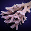 Acropora millepora