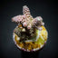 Acropora millepora