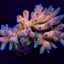 Acropora millepora (Rainbow)