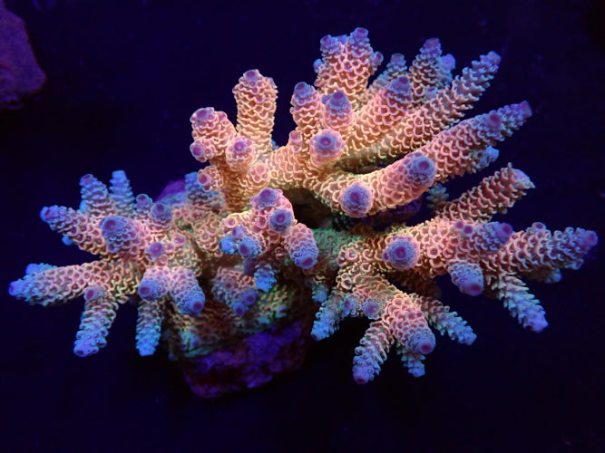 Acropora millepora (Rainbow)