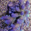 Acropora millepora (Rainbow)