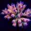 Acropora millepora (Rainbow)