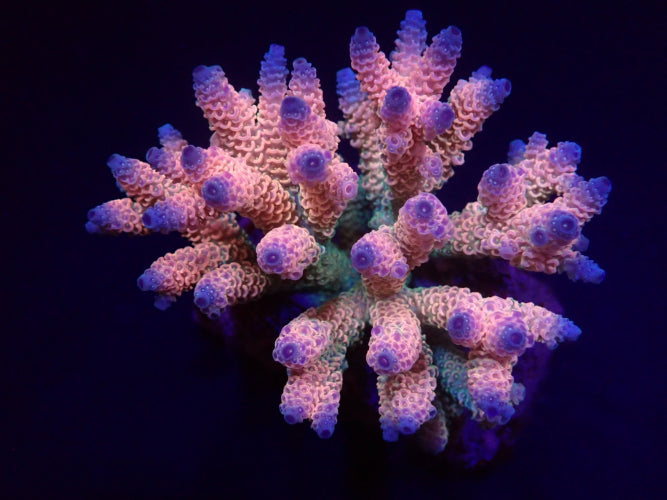 Acropora millepora (Rainbow)