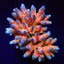 Acropora millepora (Rainbow)