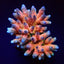 Acropora millepora (Rainbow)