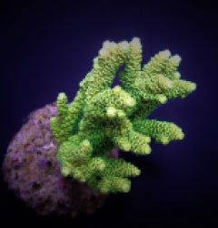 Acropora millepora (Yellow-Green)