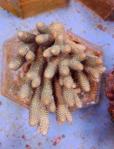 Acropora millepora (Yellow-Green)
