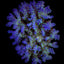 Acropora nana