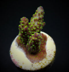 Acropora nana (frag) NZ