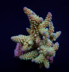 Acropora nana