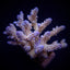Acropora nana
