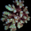 Acropora sarmentosa