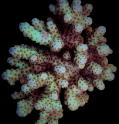 Acropora sarmentosa