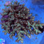 Acropora sarmentosa