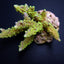 Acropora secale
