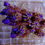 Acropora secale